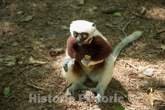 Photo- One of The Star Attractions at The The Duke Lemur Center in Durham, North Carolina 4 Fine Art Photo Reproduction