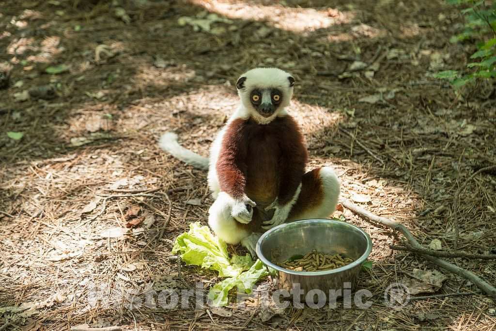Photo- One of The Star Attractions at The The Duke Lemur Center in Durham, North Carolina 5 Fine Art Photo Reproduction