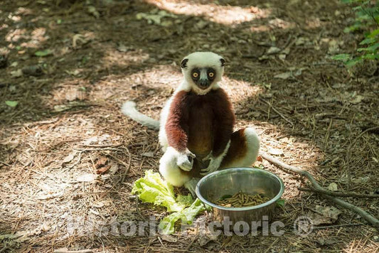 Photo- One of The Star Attractions at The The Duke Lemur Center in Durham, North Carolina 5 Fine Art Photo Reproduction