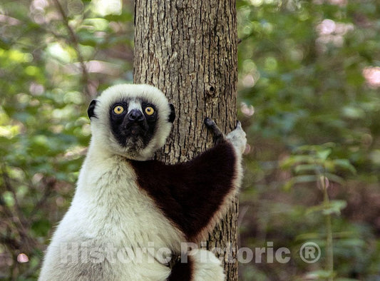 Photo- One of The Star Attractions at The The Duke Lemur Center in Durham, North Carolina 6 Fine Art Photo Reproduction