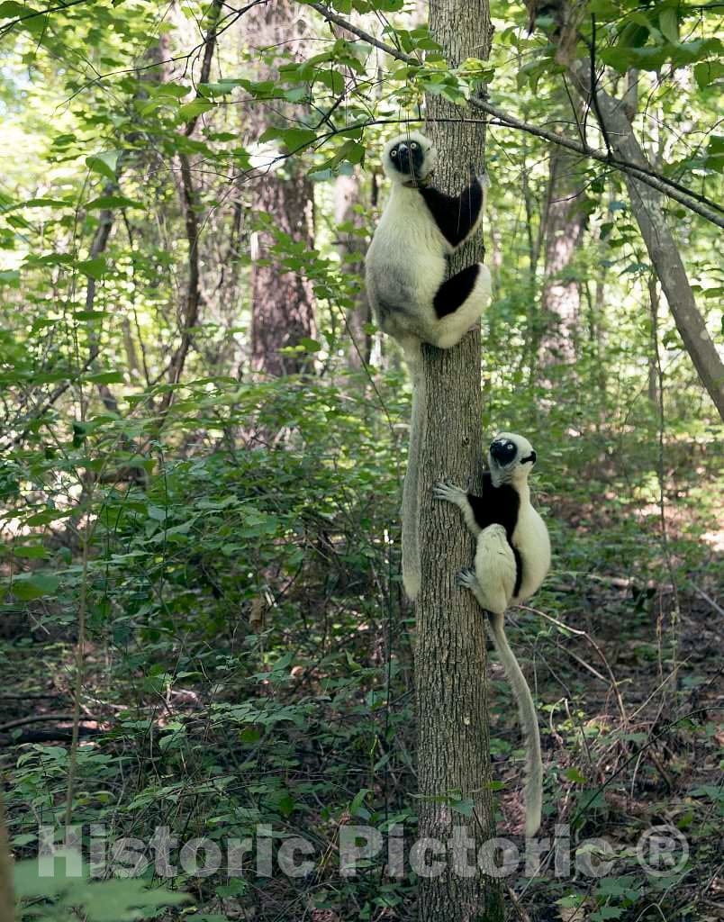 Photo- Two of The Star Attractions at The The Duke Lemur Center in Durham, North Carolina 1 Fine Art Photo Reproduction