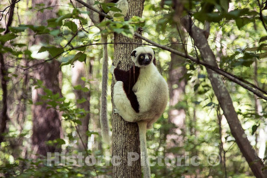 Photo- One of The Star Attractions at The The Duke Lemur Center in Durham, North Carolina 7 Fine Art Photo Reproduction