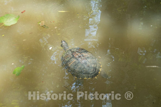 Photo - Turtle at The North Carolina Zoological Park in Asheboro, North Carolina, Near The Geographic Center of The State- Fine Art Photo Reporduction