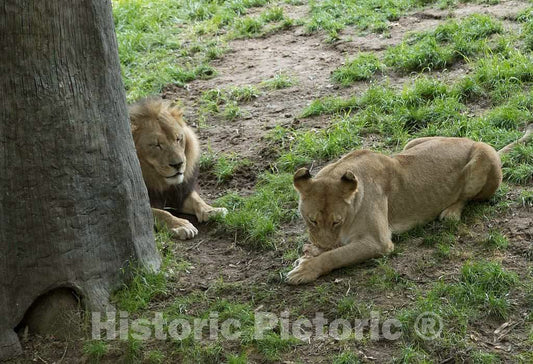 Photo - Lions at The North Carolina Zoological Park in Asheboro, North Carolina, Near The Geographic Center of The State- Fine Art Photo Reporduction