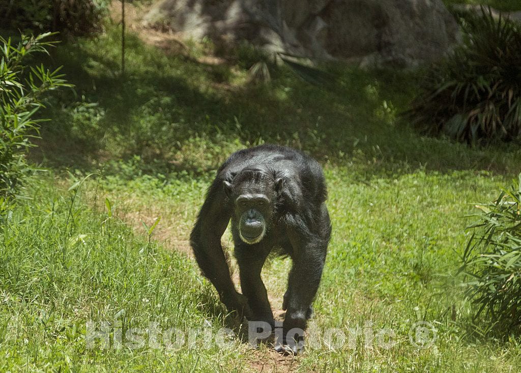 Photo - Chimpanzee at the North Carolina Zoological Park in Asheboro, North Carolina, near the geographic center of the state- Fine Art Photo Reporduction