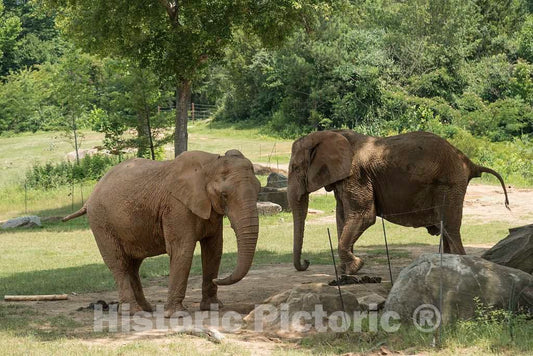 Photo- Elephants at The North Carolina Zoological Park in Asheboro, North Carolina, Near The Geographic Center of The State 5 Fine Art Photo Reproduction