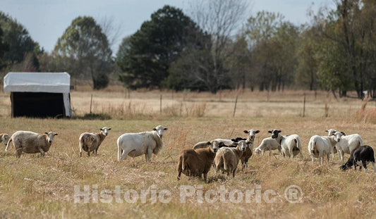 Photo - Attentive sheep on a farm near Como, Mississippi- Fine Art Photo Reporduction
