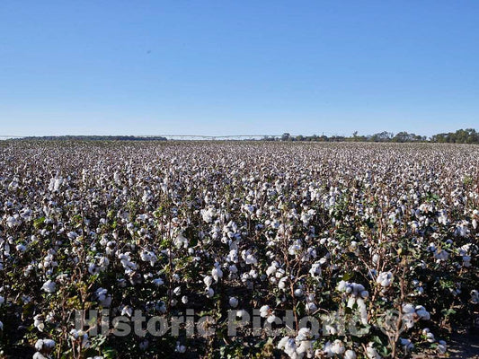 Photo - Cotton Field Near Friars Point, Mississippi- Fine Art Photo Reporduction