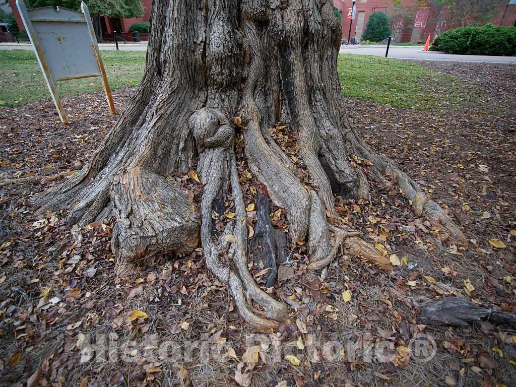 Photo - A Mississippi Champion Tree in Oxford, Mississippi- Fine Art Photo Reporduction