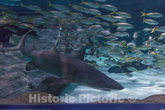 Photo- Underwater Life at Ripley's Aquarium in Myrtle Beach, South Carolina 6 Fine Art Photo Reproduction