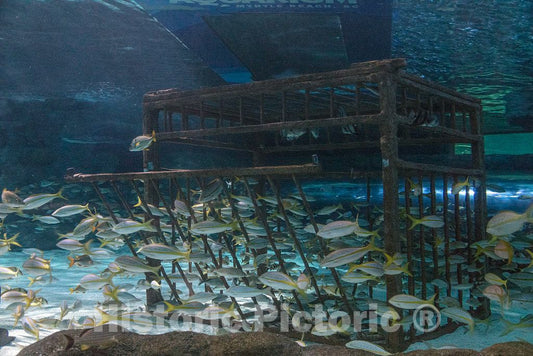 Photo- Underwater Life at Ripley's Aquarium in Myrtle Beach, South Carolina 7 Fine Art Photo Reproduction