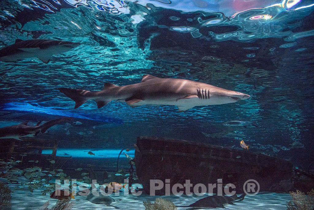 Photo- Underwater Life at Ripley's Aquarium in Myrtle Beach, South Carolina 8 Fine Art Photo Reproduction