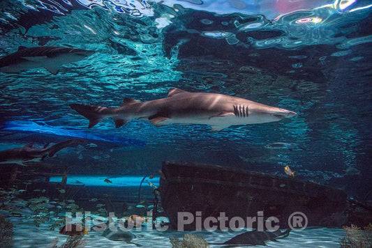 Photo- Underwater Life at Ripley's Aquarium in Myrtle Beach, South Carolina 8 Fine Art Photo Reproduction