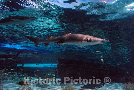 Photo- Underwater Life at Ripley's Aquarium in Myrtle Beach, South Carolina 9 Fine Art Photo Reproduction