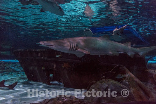 Photo- Underwater life at Ripley's Aquarium in Myrtle Beach, South Carolina 10 Fine Art Photo Reproduction