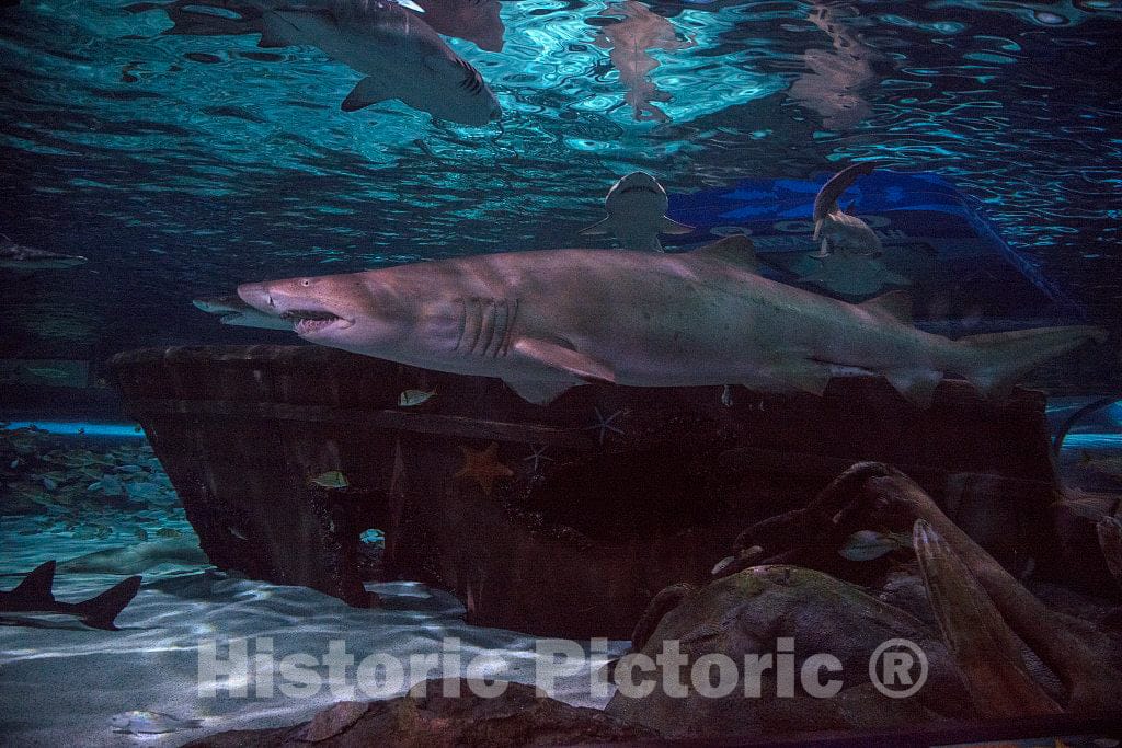 Photo- Underwater Life at Ripley's Aquarium in Myrtle Beach, South Carolina 11 Fine Art Photo Reproduction
