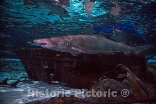 Photo- Underwater Life at Ripley's Aquarium in Myrtle Beach, South Carolina 11 Fine Art Photo Reproduction