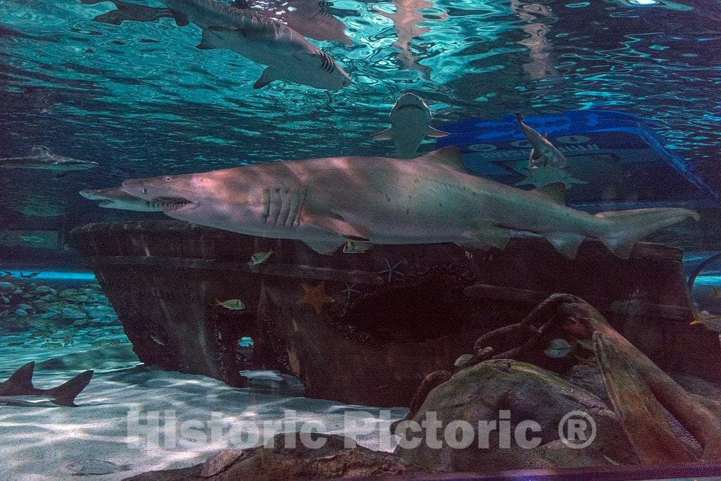 Photo- Underwater Life at Ripley's Aquarium in Myrtle Beach, South Carolina 12 Fine Art Photo Reproduction