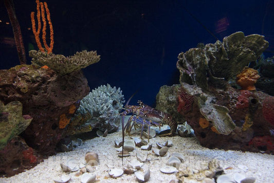 Photo- Underwater Life at Ripley's Aquarium in Myrtle Beach, South Carolina 13 Fine Art Photo Reproduction