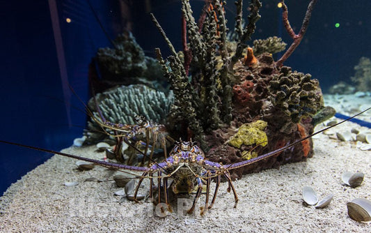 Photo- Underwater Life at Ripley's Aquarium in Myrtle Beach, South Carolina 14 Fine Art Photo Reproduction