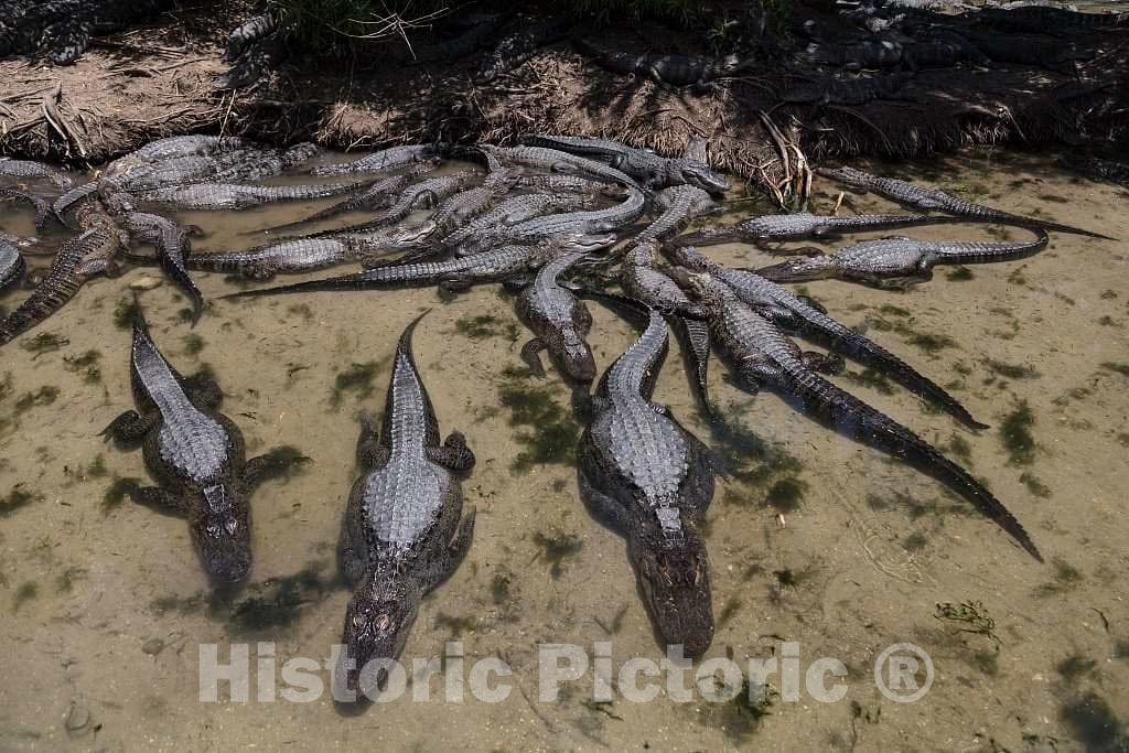 Photo- Alligators by The Hundreds are The Featured Attraction at Alligator Adventure 1 Fine Art Photo Reproduction