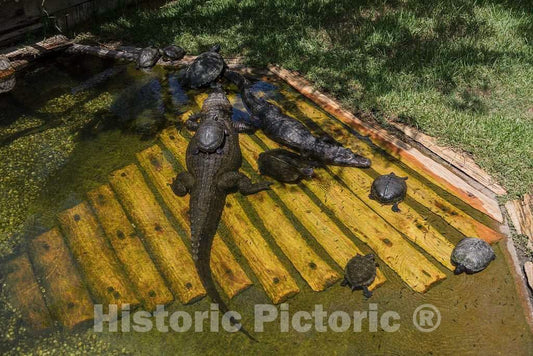 Photo- Alligators by The Hundreds are The Featured Attraction at Alligator Adventure 2 Fine Art Photo Reproduction