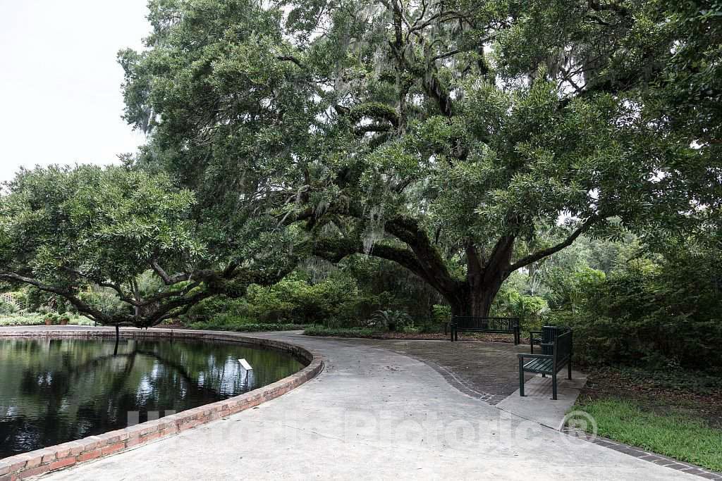 Photo- Pathway at Brookgreen Gardens, a vast complex of sculpture gardens, ecosystem trails, a wildlife preserve and a small zoo on four former rice plantations in Murrells Inlet