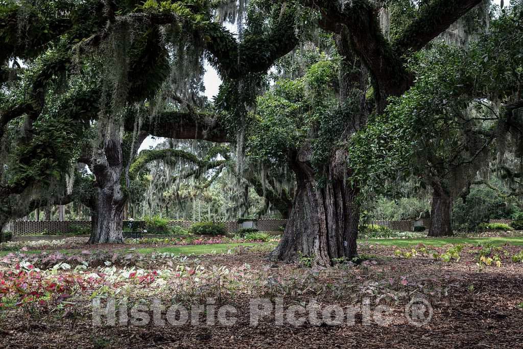 Massive, Spanish Moss-Draped Oaks at Brookgreen Gardens, a vast Complex of Sculpture Gardens, Ecosystem Trails 1