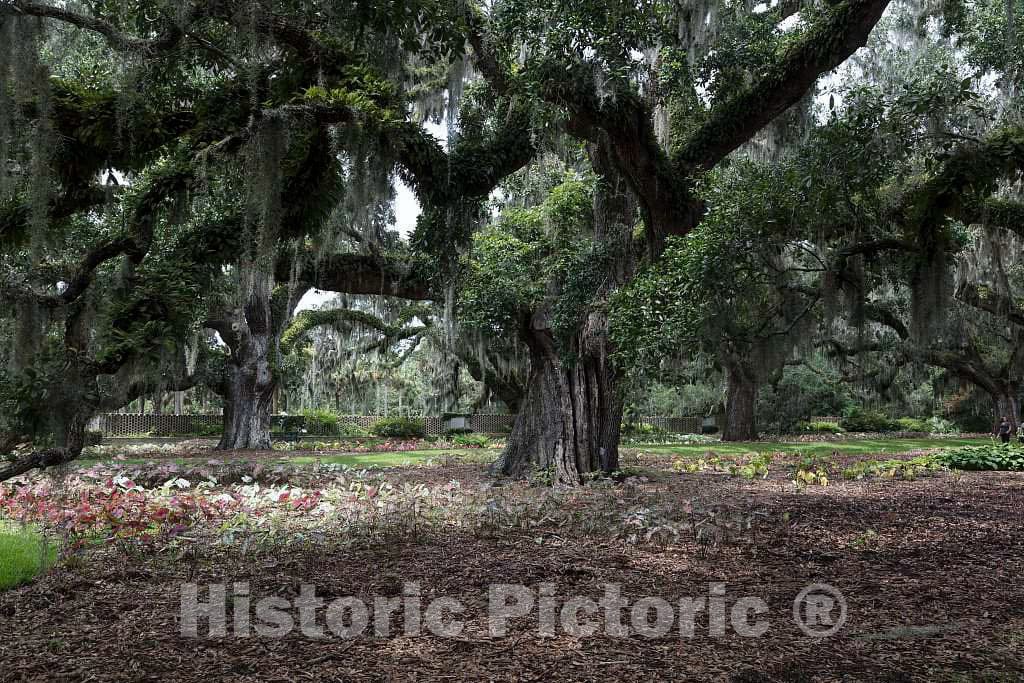 Massive, Spanish Moss-Draped Oaks at Brookgreen Gardens, a vast Complex of Sculpture Gardens, Ecosystem Trails 2