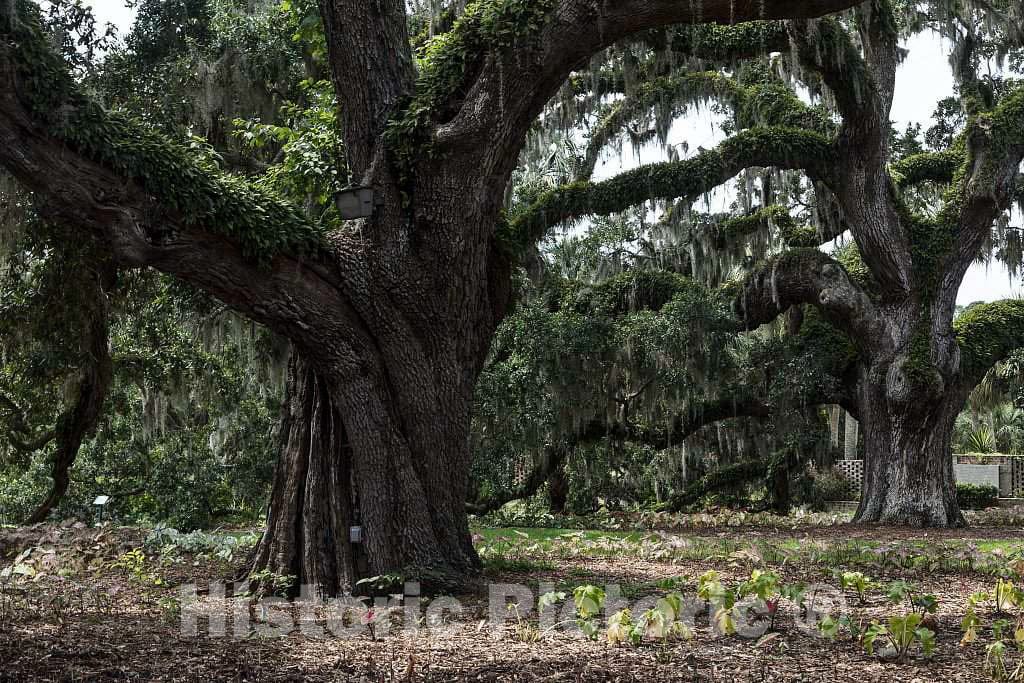 Massive, Spanish Moss-Draped Oaks at Brookgreen Gardens, a vast Complex of Sculpture Gardens, Ecosystem Trails 3