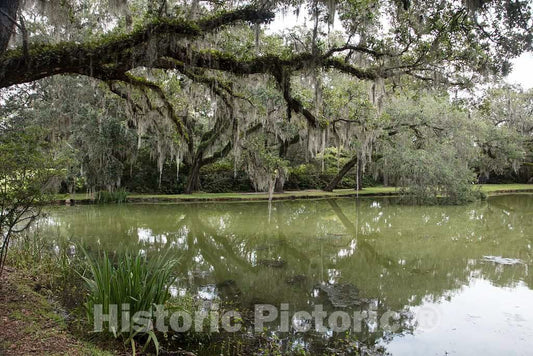 Photograph - Pond scene at Brookgreen Gardens, a vast complex of sculpture gardens, ecosystem trails, a wildlife preserve and a small zoo on four former rice plantations in Murrells Inlet 1