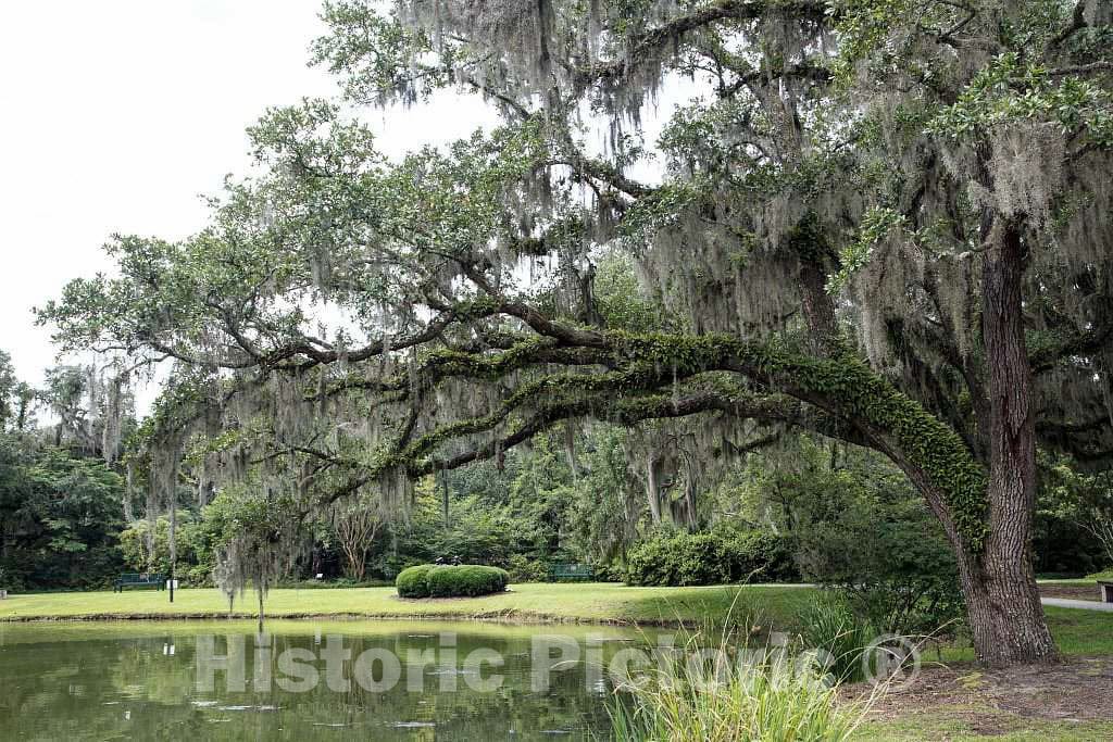 Photograph - Pond scene at Brookgreen Gardens, a vast complex of sculpture gardens, ecosystem trails, a wildlife preserve and a small zoo on four former rice plantations in Murrells Inlet 2