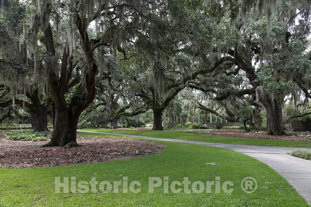 Photo- Canopy of Oaks and Spanish Moss at Brookgreen Gardens, a vast Complex of Sculpture Gardens, Ecosystem Trails 1 Fine Art Photo Reproduction