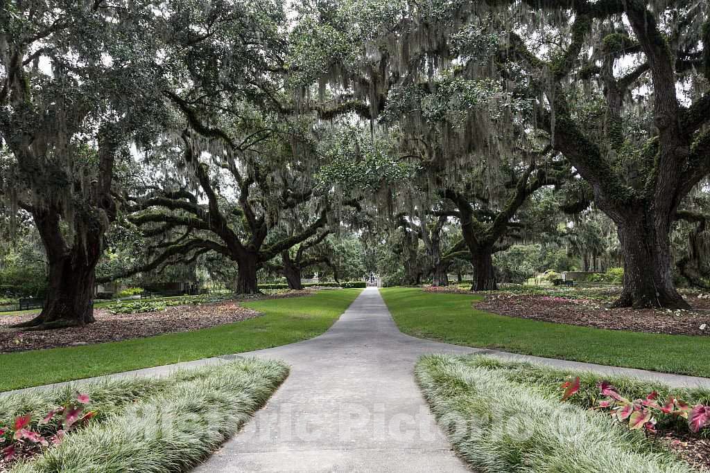 Photo- Canopy of Oaks and Spanish Moss at Brookgreen Gardens, a vast Complex of Sculpture Gardens, Ecosystem Trails 2 Fine Art Photo Reproduction