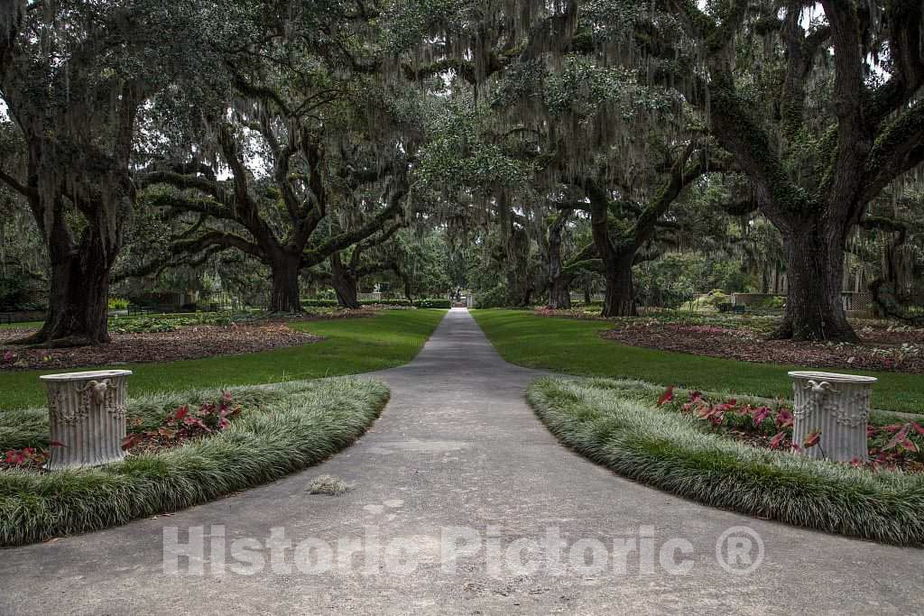 Photo- Canopy of Oaks and Spanish Moss at Brookgreen Gardens, a vast Complex of Sculpture Gardens, Ecosystem Trails 3 Fine Art Photo Reproduction
