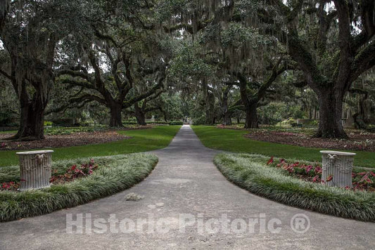 Photo- Canopy of Oaks and Spanish Moss at Brookgreen Gardens, a vast Complex of Sculpture Gardens, Ecosystem Trails 3 Fine Art Photo Reproduction