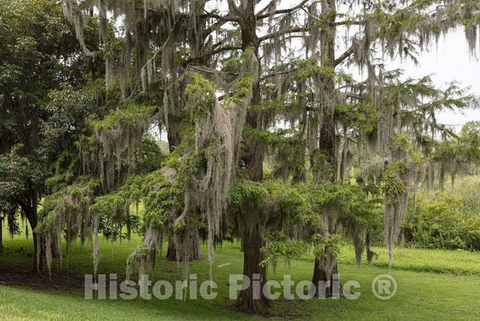 Photograph- Trees draped with Spanish moss at Brookgreen Gardens, a vast complex of sculpture gardens, ecosystem trails, a wildlife preserve and a small zoo on four former rice plantations in