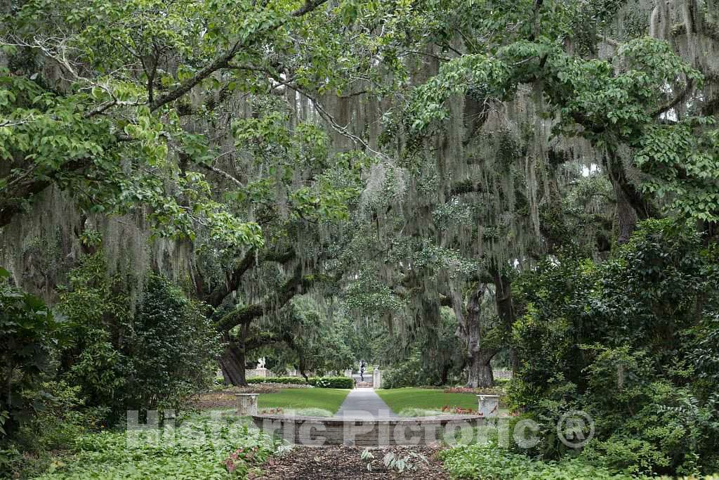 Photo- Spanish Moss-Draped Trees at Brookgreen Gardens, a vast Complex of Sculpture Gardens, Ecosystem Trails 1 Fine Art Photo Reproduction