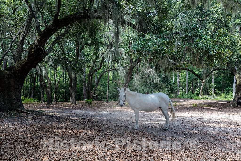 Photo- White horse at Brookgreen Gardens, a vast complex of sculpture gardens, ecosystem trails, a wildlife preserve and a small zoo on four former rice plantations in Murrells Inlet