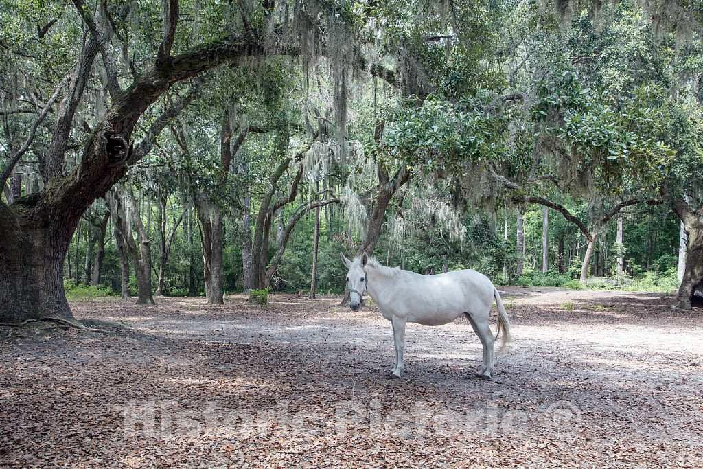 Photo - Mule on The Lowcountry Trail at Brookgreen Gardens, a vast Complex of Sculpture Gardens, Ecosystem Trails- Fine Art Photo Reporduction