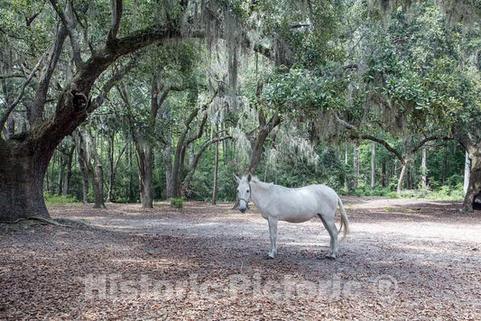 Photo - Mule on The Lowcountry Trail at Brookgreen Gardens, a vast Complex of Sculpture Gardens, Ecosystem Trails- Fine Art Photo Reporduction