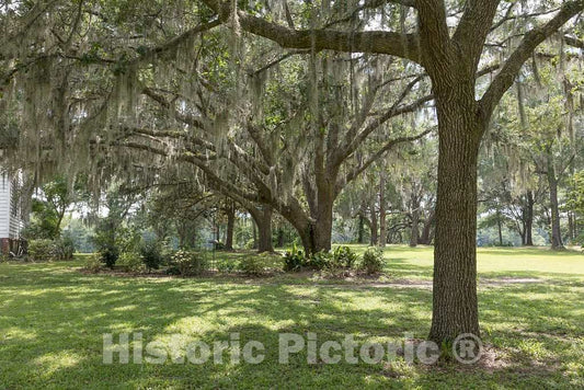 Photo- Grounds at Hopsewee Plantation, Near The Settlement of North Santee, Along The Santee River in Georgetown County, South Carolina 1 Fine Art Photo Reproduction