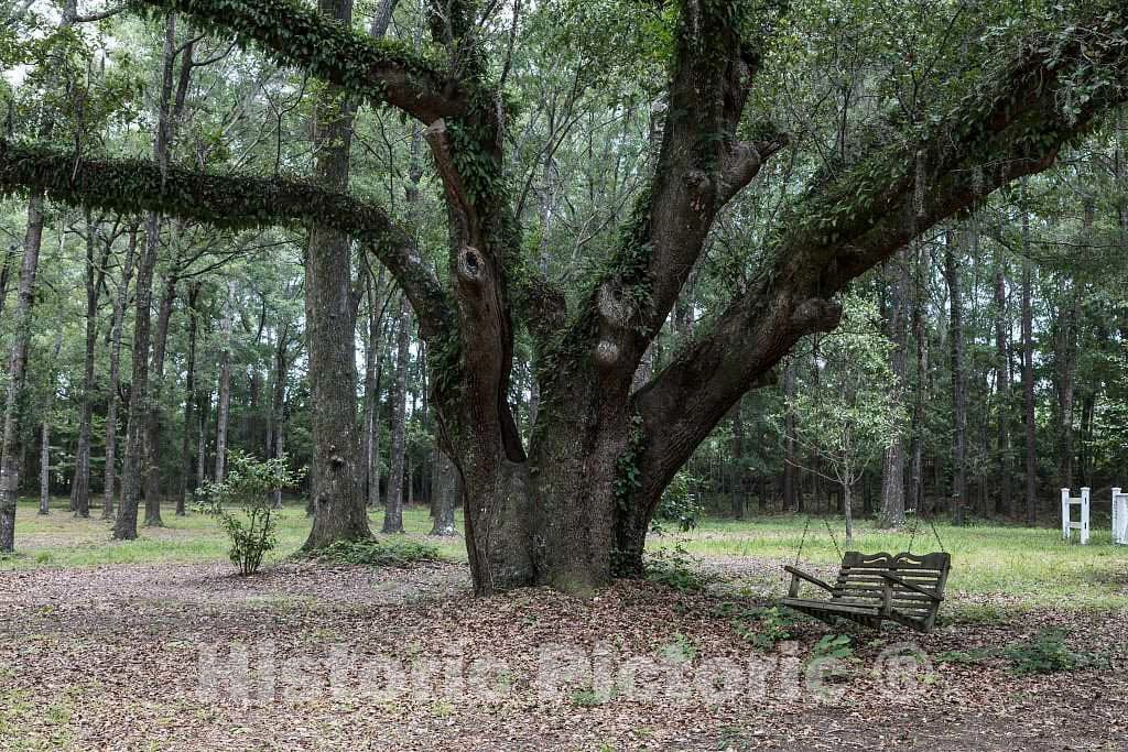 Photo- Grounds at Hopsewee Plantation, Near The Settlement of North Santee, Along The Santee River in Georgetown County, South Carolina 2 Fine Art Photo Reproduction