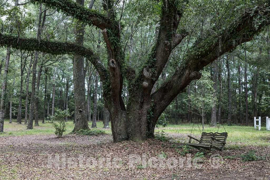 Photo- Grounds at Hopsewee Plantation, Near The Settlement of North Santee, Along The Santee River in Georgetown County, South Carolina 2 Fine Art Photo Reproduction
