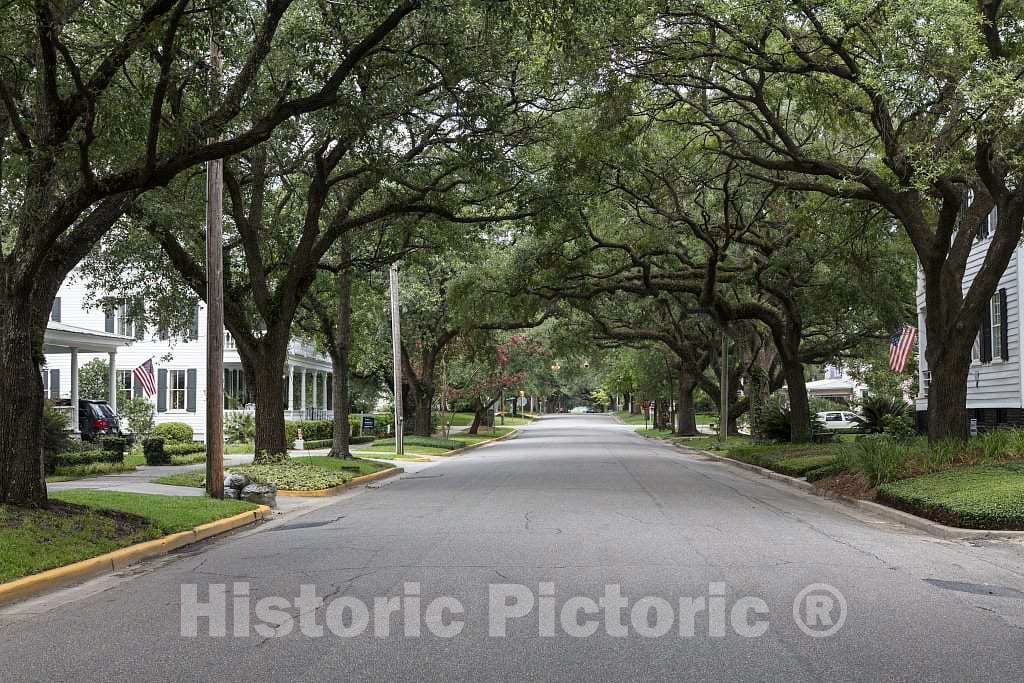 Photo - Canopy of Trees in Georgetown, South Carolina- Fine Art Photo Reporduction