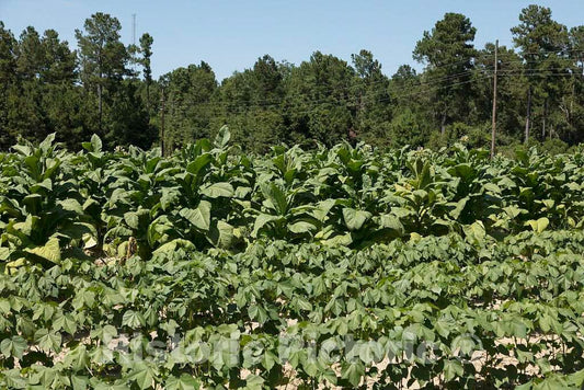 Photo - Lush Tobacco Crop at The L.W. Paul Living History Farm, a Historical Museum Complex Near Conway in Horry County, South Carolina- Fine Art Photo Reporduction