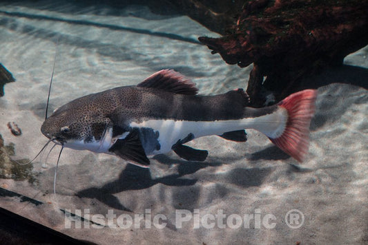 Photo- Underwater life at Ripley's Aquarium in Myrtle Beach, South Carolina 1 Fine Art Photo Reproduction