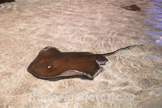 Photo- Underwater Life at Ripley's Aquarium in Myrtle Beach, South Carolina 2 Fine Art Photo Reproduction