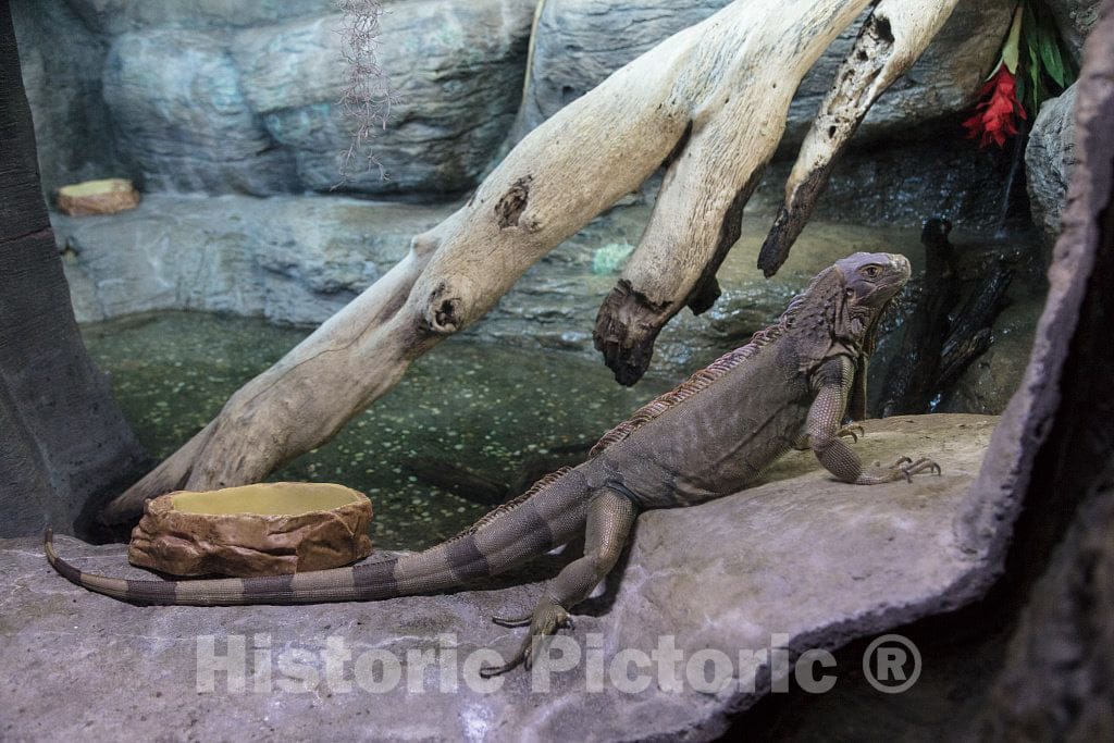Photo- Underwater life at Ripley's Aquarium in Myrtle Beach, South Carolina 3 Fine Art Photo Reproduction