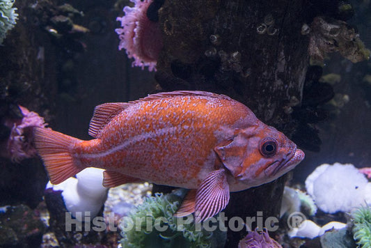 Photo- Underwater life at Ripley's Aquarium in Myrtle Beach, South Carolina 4 Fine Art Photo Reproduction